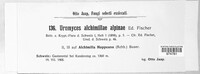 Uromyces alchemillae-alpinae image